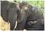 X-tra! Schutz und Frieden für bedrohte Tierarten - (EN) Elephant - English