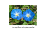 X-tra! To Brighten Your Day.... - Morning Glories to Brighten Your Day