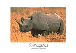 X-tra! Schutz und Frieden für bedrohte Tierarten - Rhinozeros