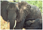 X-tra! A PEACE for ENDANGERED SPECIES (en) - (EN) Elephant - English