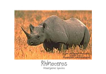 X-tra! Schutz und Frieden für bedrohte Tierarten - Rhino