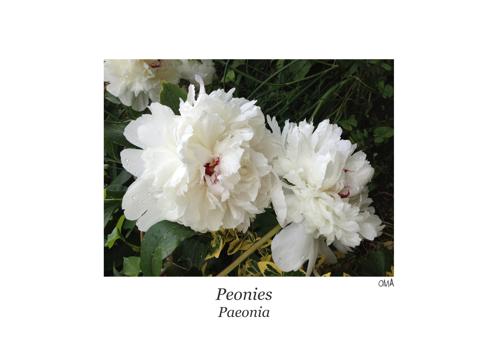 Paeonia