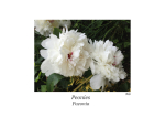 X-tra! To Brighten Your Day.... (en) - Paeonia